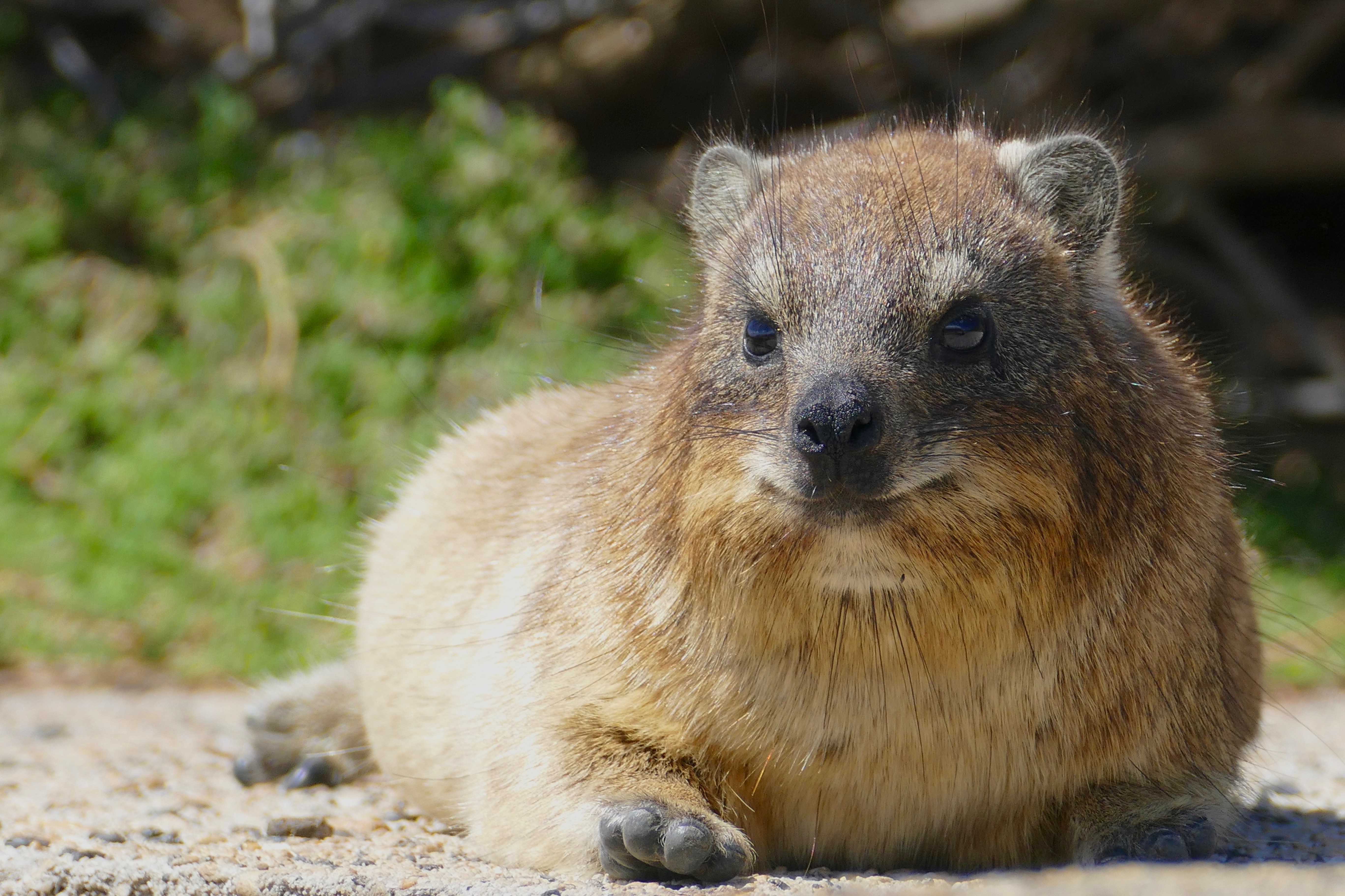 Rock Hyrax or Dassie.jpg