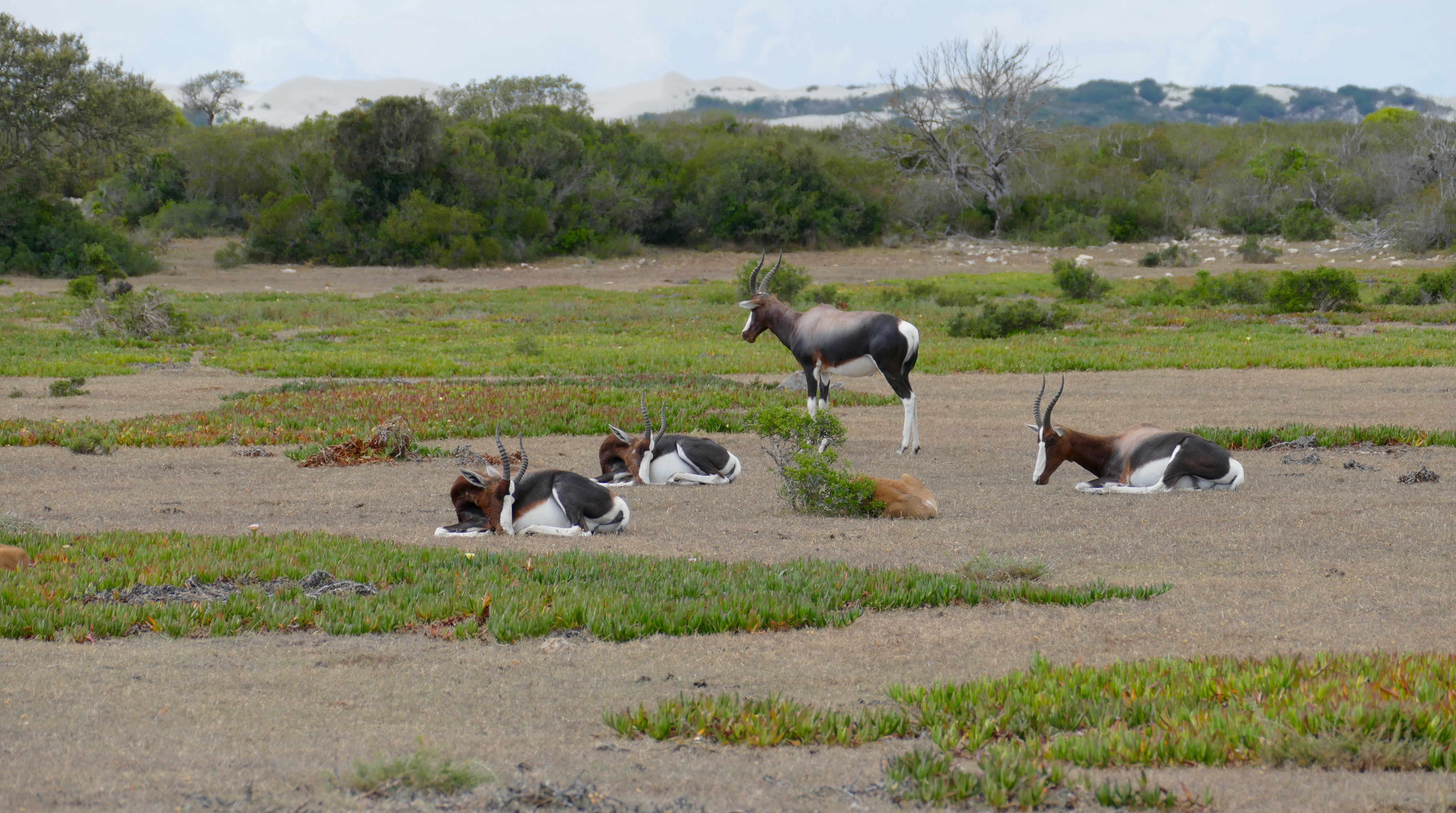 Bontebok at De Hoop Nature Reserve.jpg