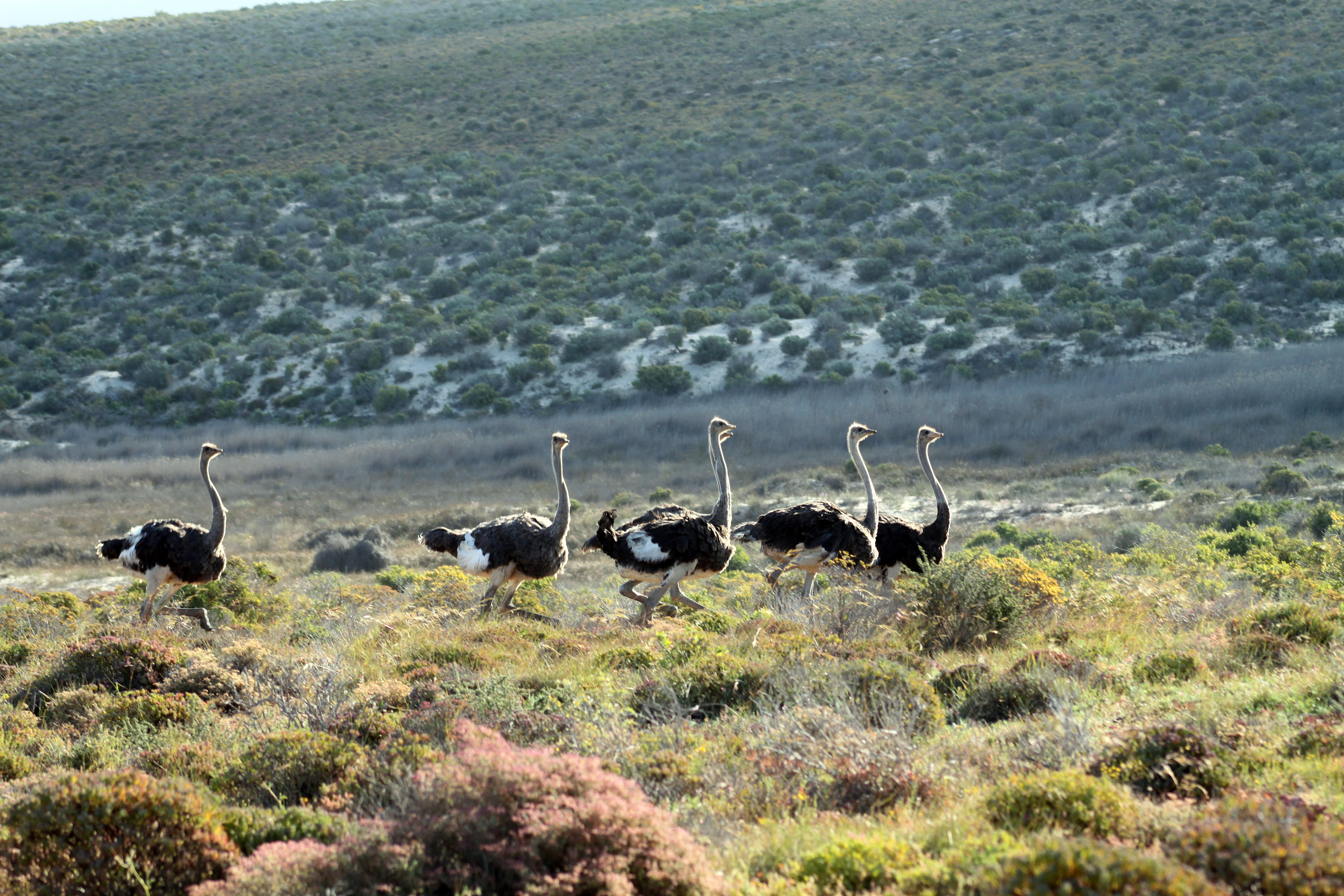 Ostrich Northern Cape (Green Kalahari).jpg