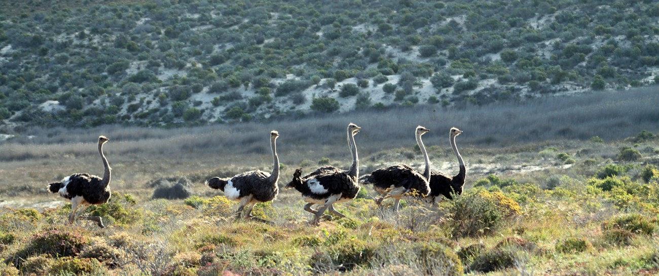 Ostrich Northern Cape (Green Kalahari).jpg