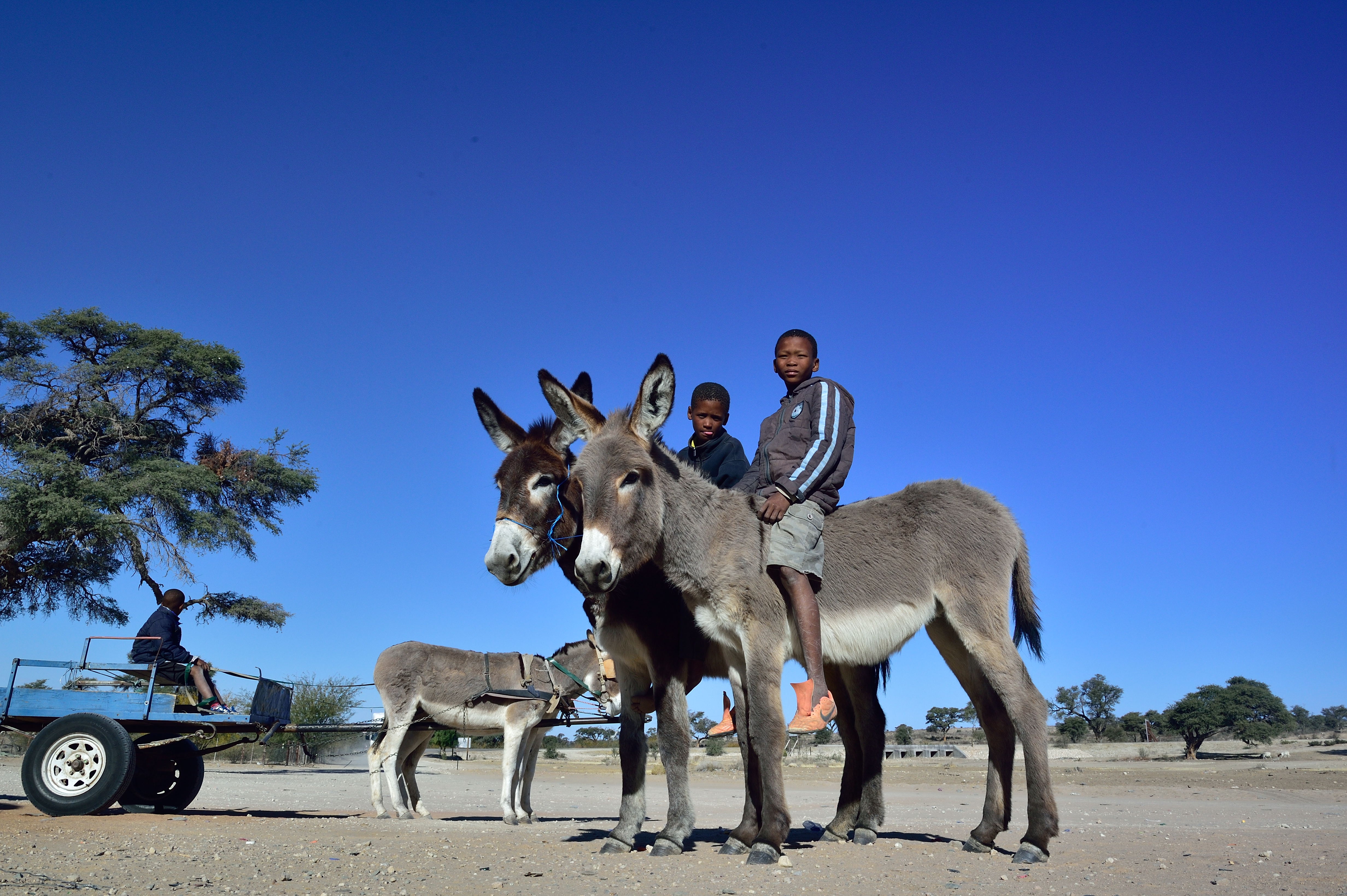 Donekey Cart Northern Cape (Satour).jpg