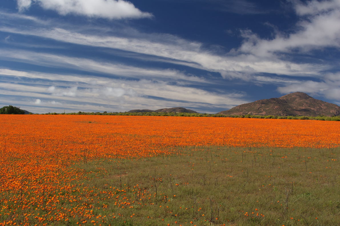 Namaqualand flowers.jpg
