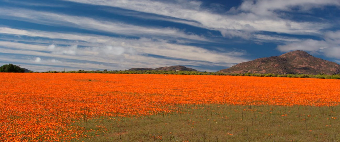 Namaqualand flowers.jpg