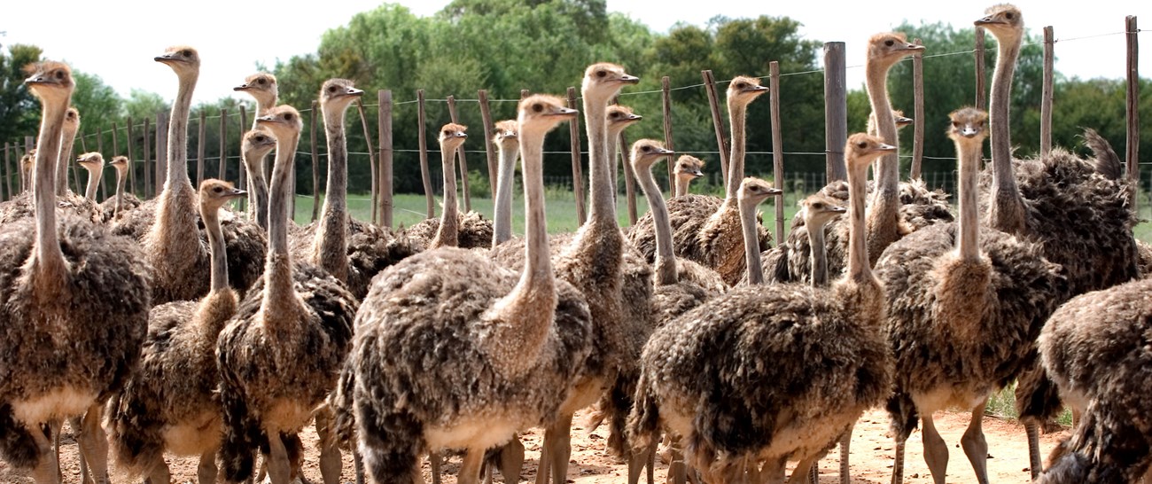 Oudtshoorn ostrich.jpg