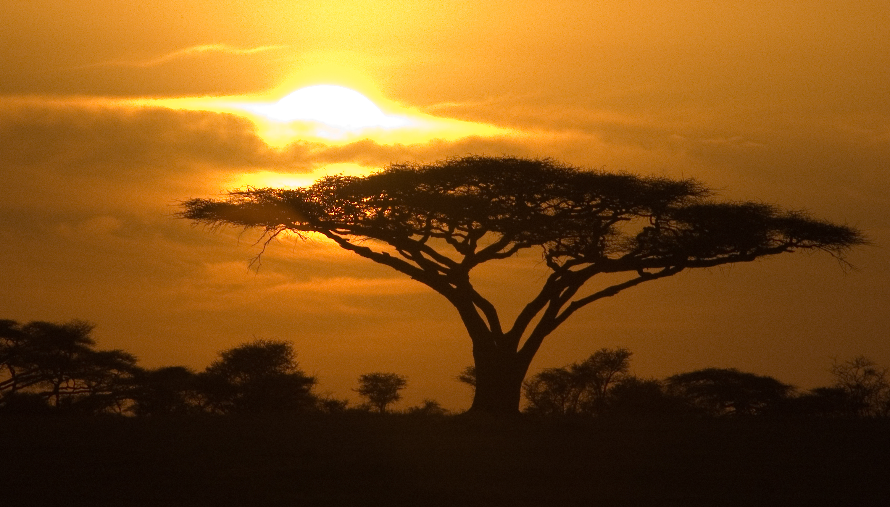 Serengeti sunrise (1).jpg