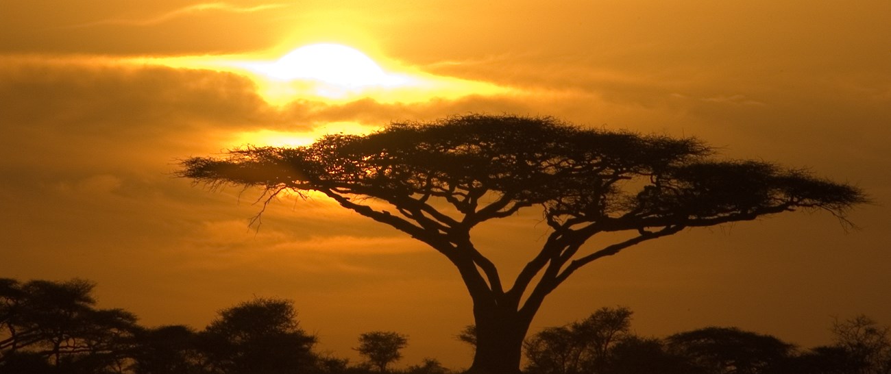 Serengeti sunrise (1).jpg