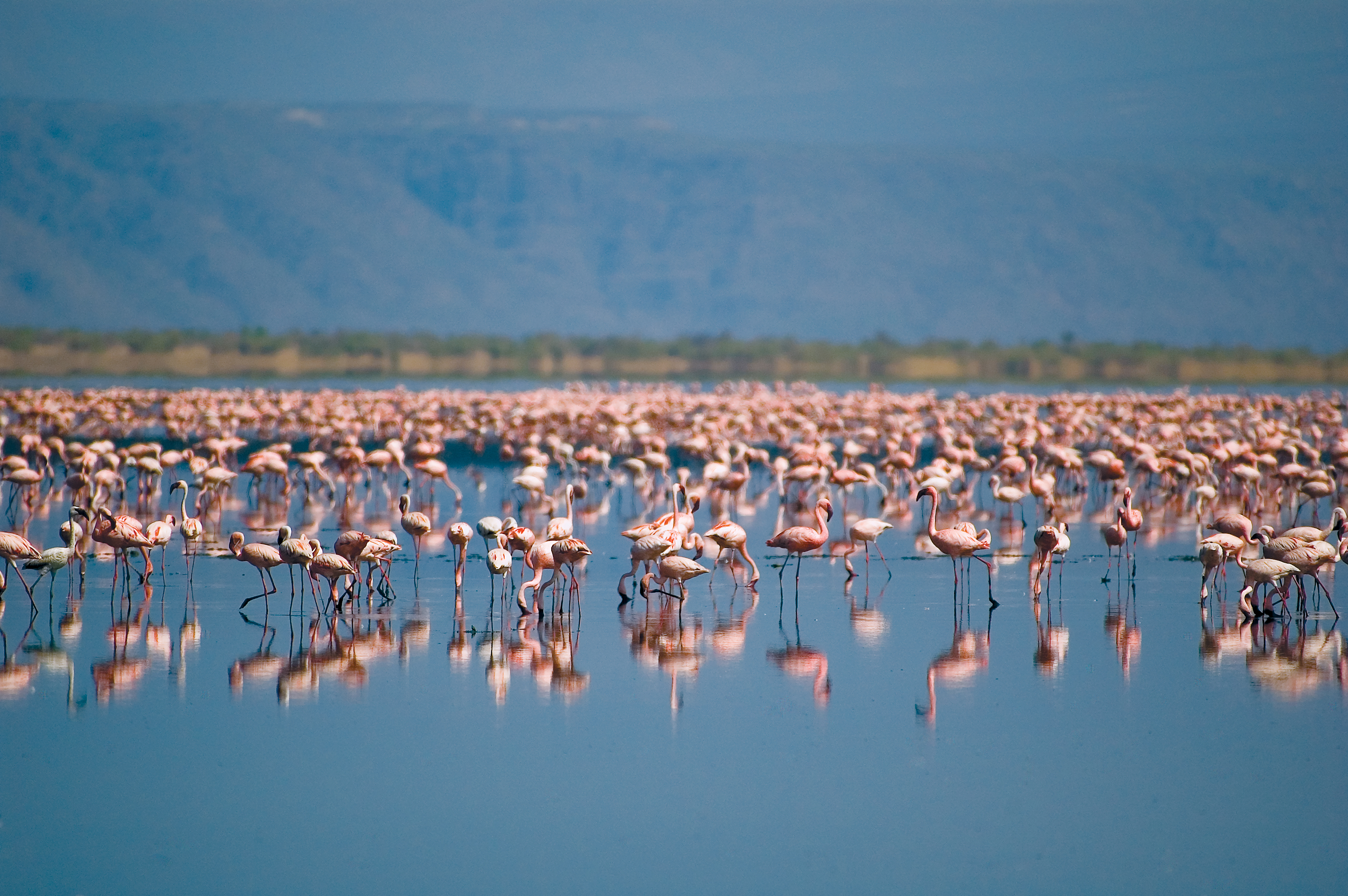 Flamingoes on Lake Natron (1).jpg