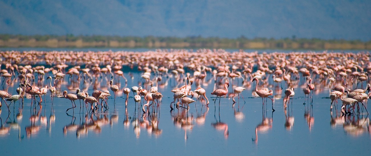 Flamingoes on Lake Natron (1).jpg