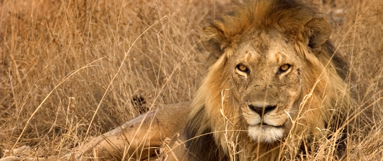 Lion male (1).jpg