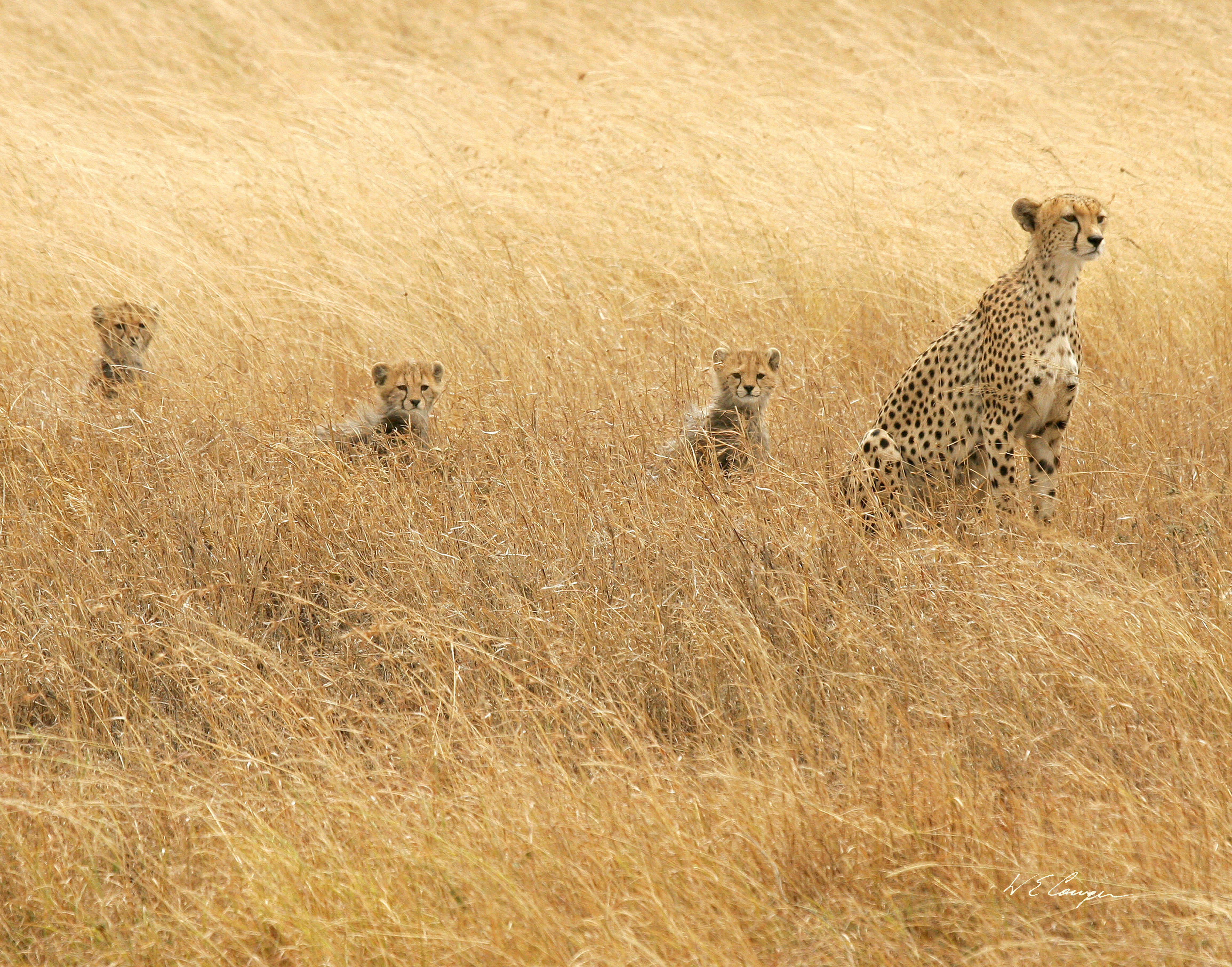 Cheetah with 3 cubs.jpg