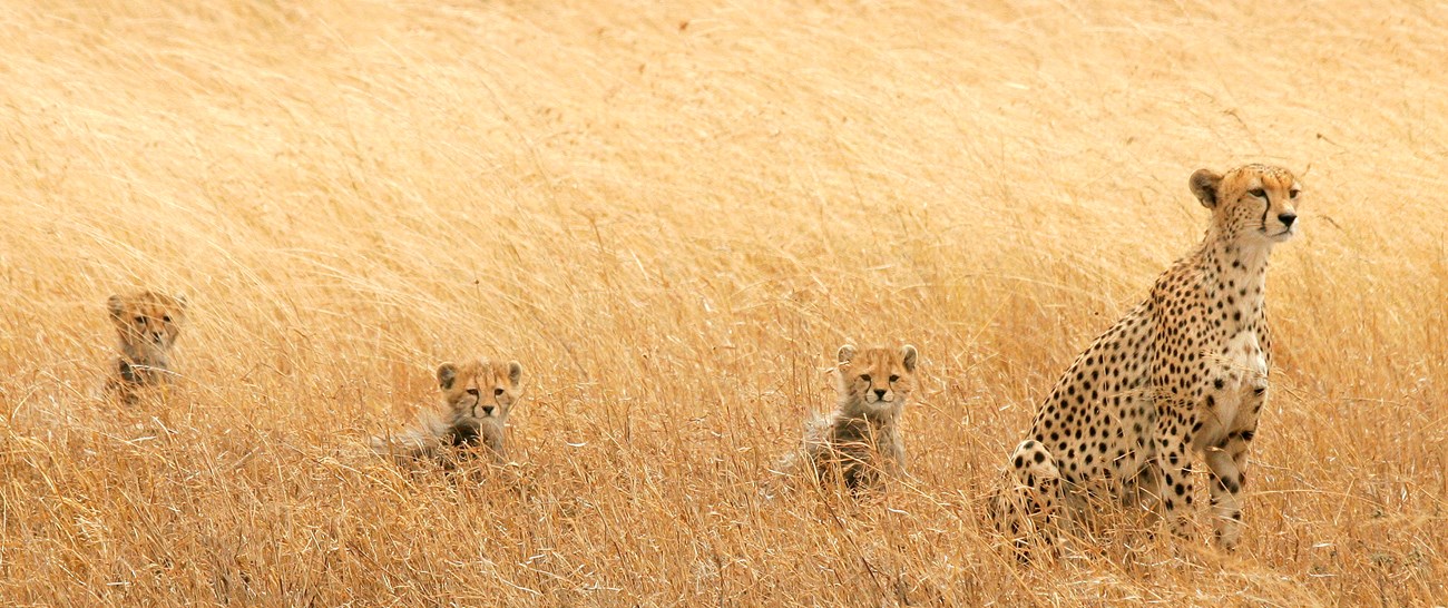 Cheetah with 3 cubs.jpg
