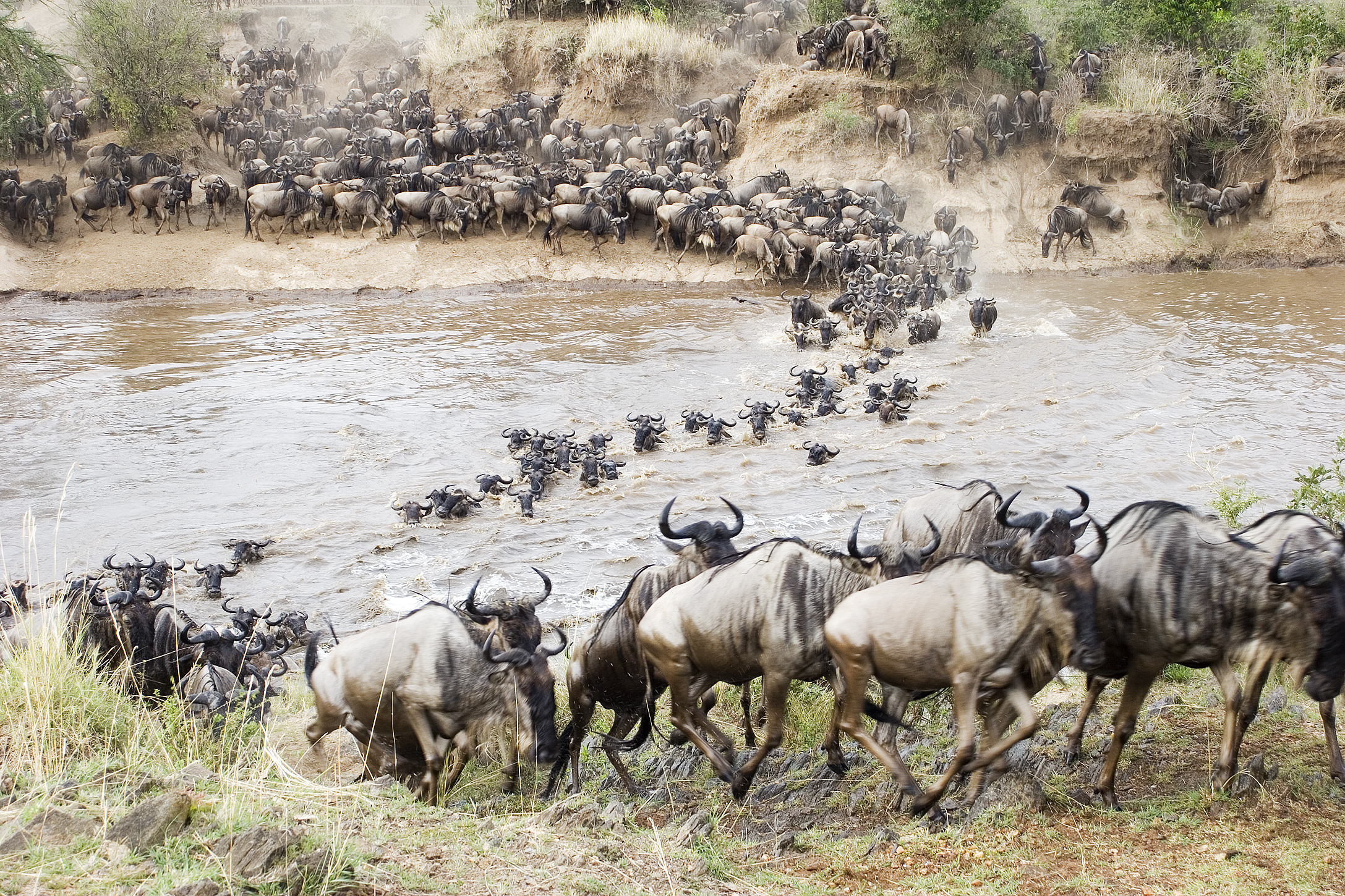 Migration crossing river.jpg