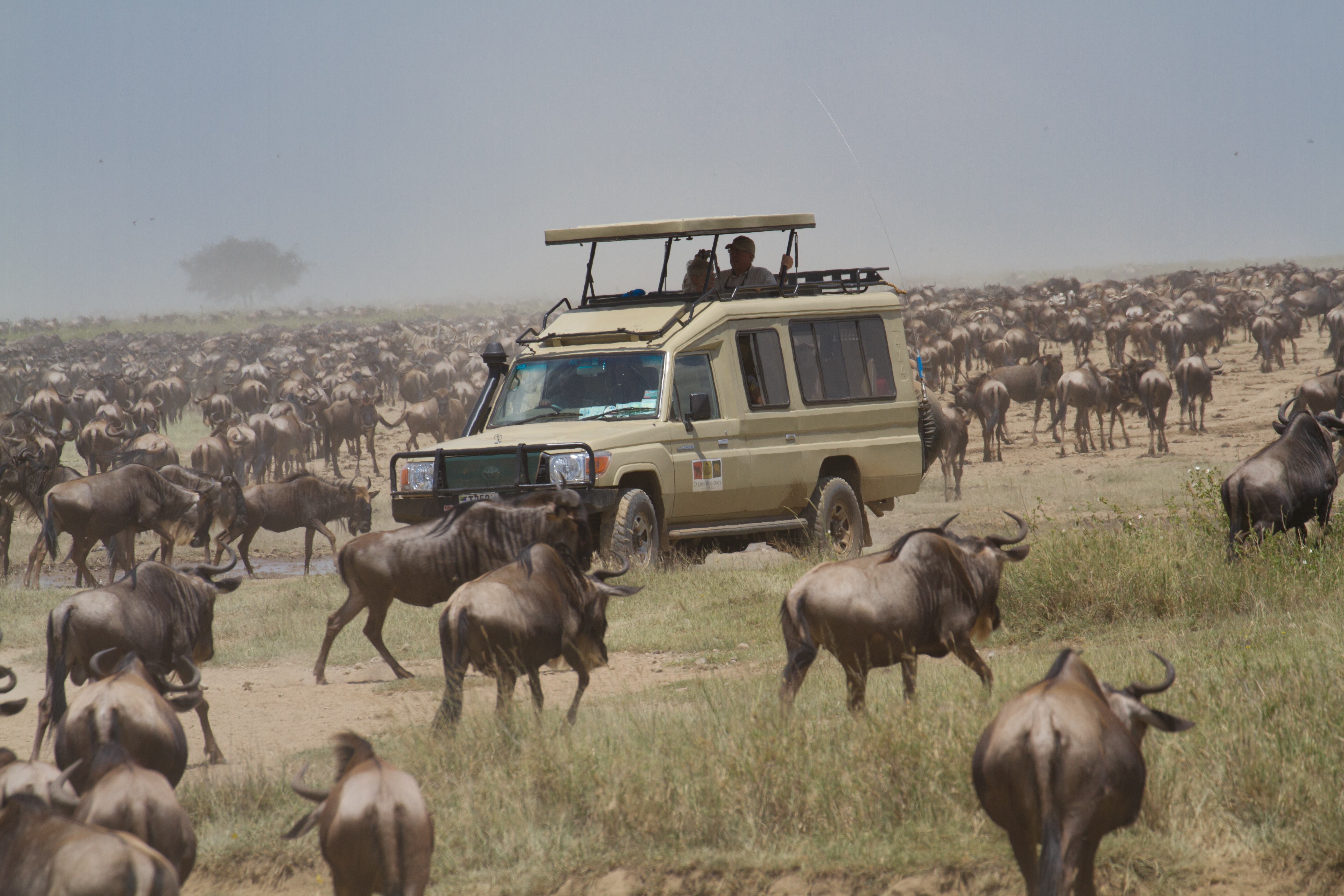 Cruiser with migration 6 (1).jpg