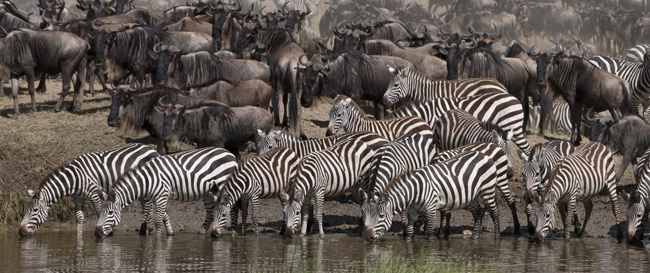 Zebra drinking panorama.jpg