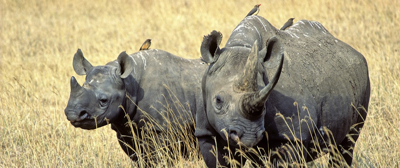 Rhino duet (1).jpg